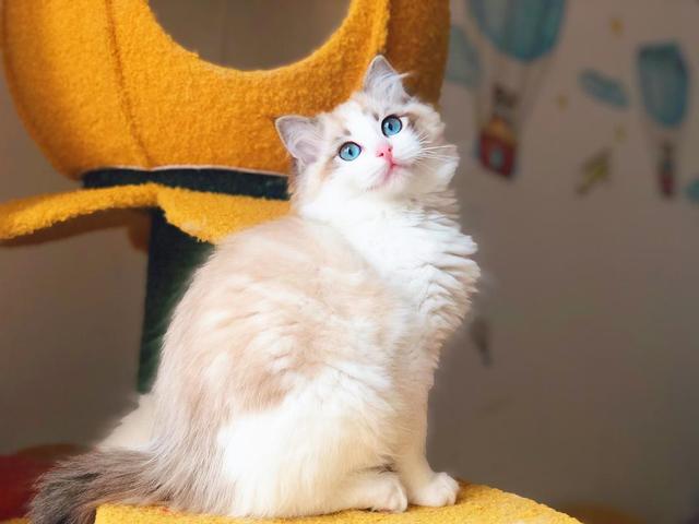 什么猫最贵(什么猫最贵最值钱排名)