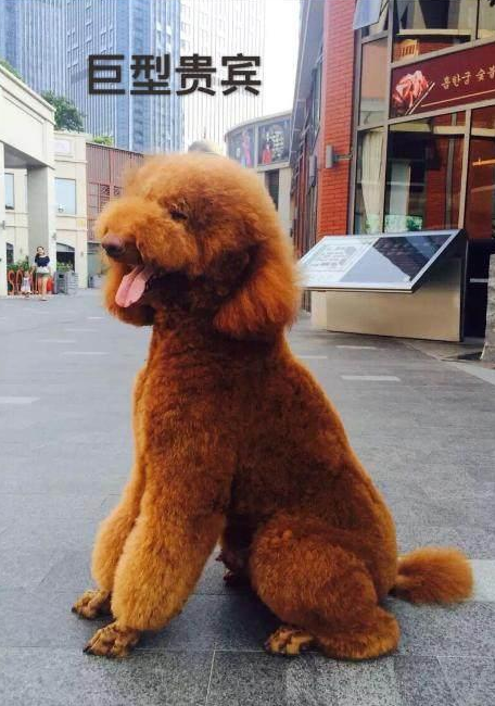 为何养巨型贵宾犬的人这么少（附：巨贵犬图）