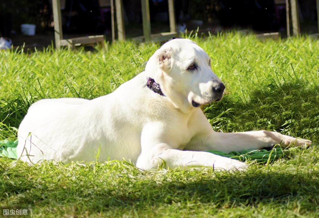 中亚牧羊犬被誉为“最凶狠”的狗狗之一是如何来的（附：中亚犬图）