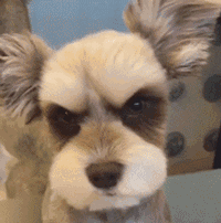 迷你雪纳瑞怎么养（详解新手养雪纳瑞的优点与缺点）