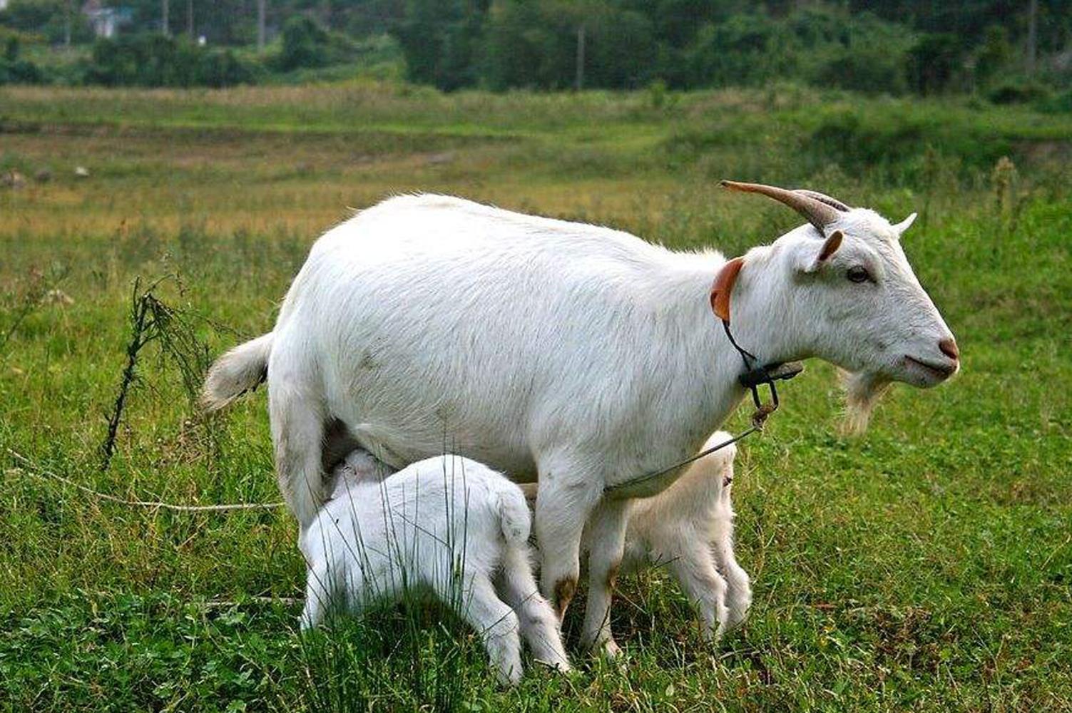 蜘蛛繁殖方式是胎生还是卵生的呢图片