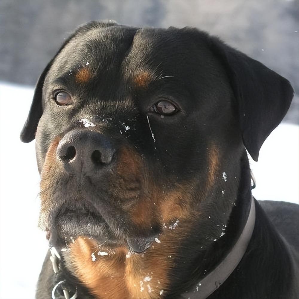 罗威纳犬难养吗（建议不养罗威纳犬的6种原因）