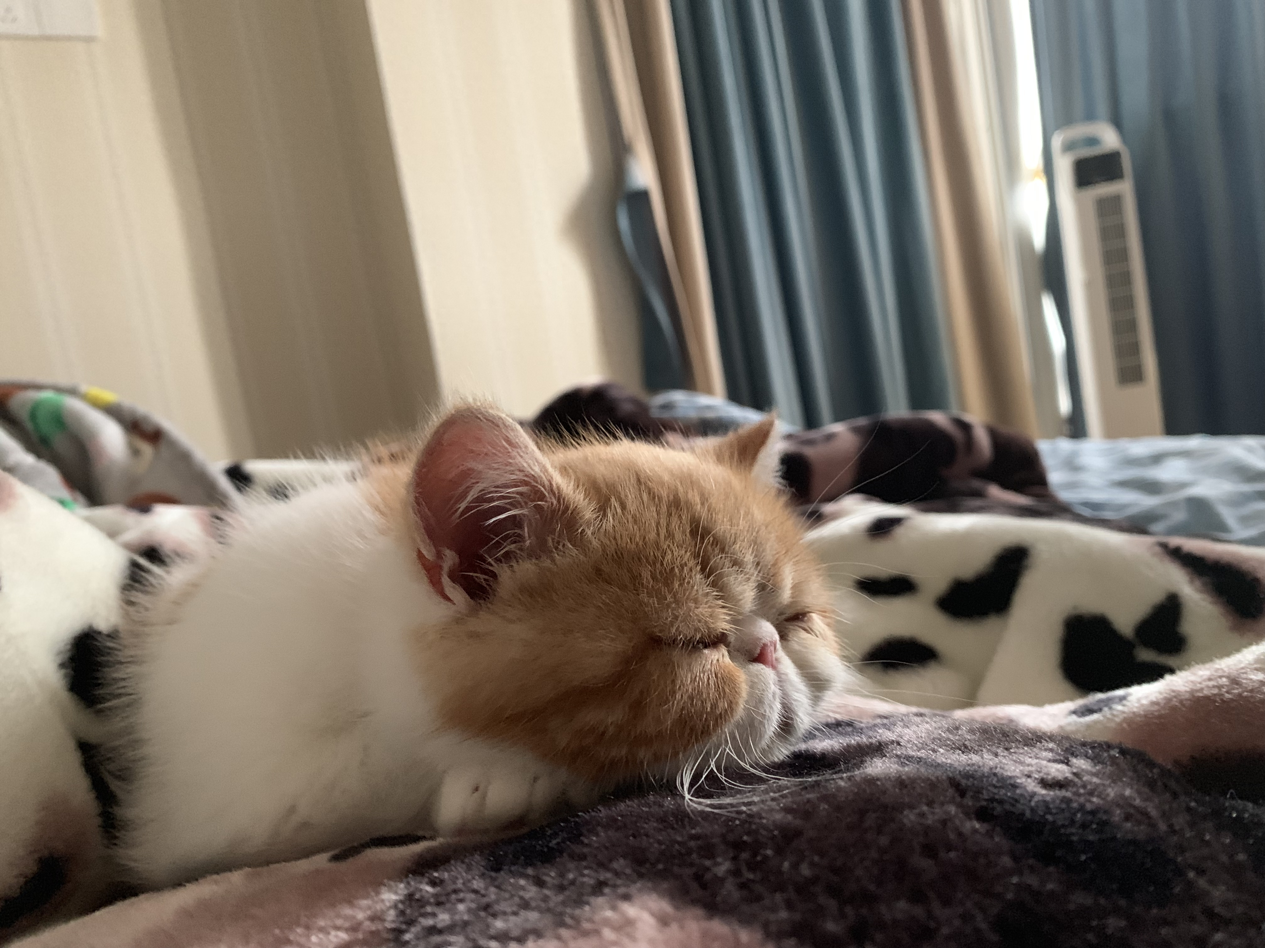 猫癣初期症状图有吗（附：猫藓难根治的原因及治疗与预防）