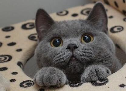 缅因猫只认一个主人吗为什么（缅因猫图片及缅因猫幼崽多少钱一只）