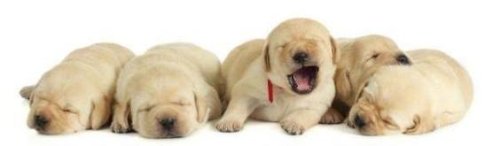 拉布拉多犬图片幼犬（拉布拉多6个品种的图片）