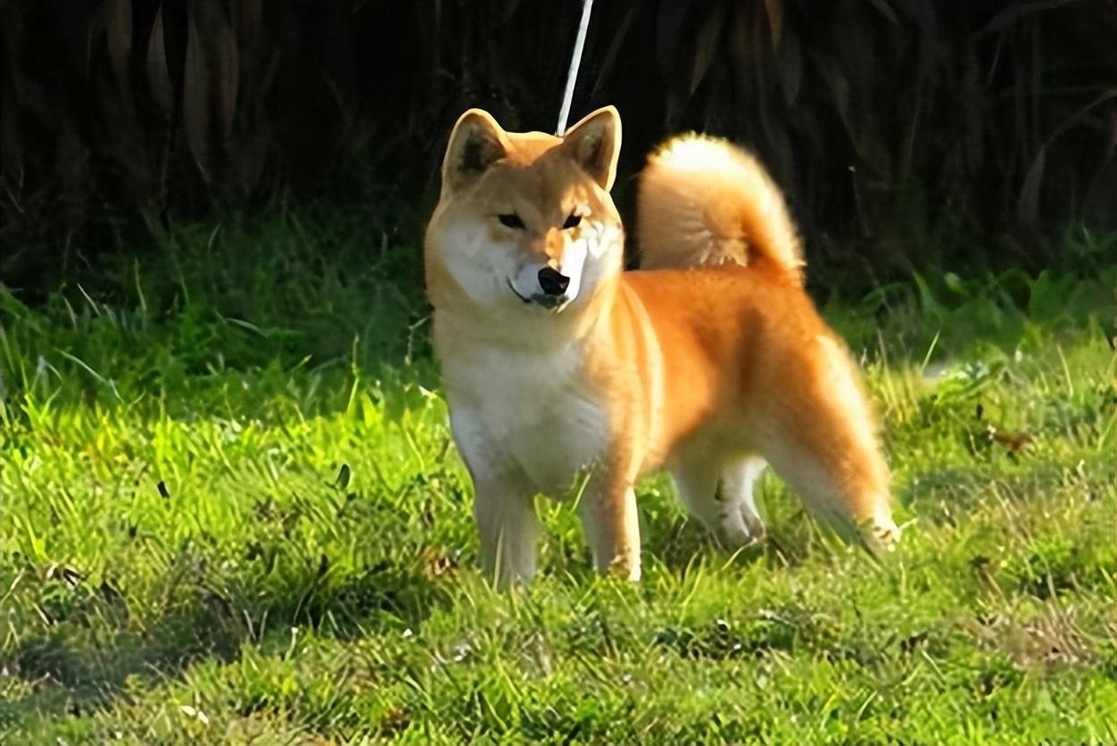 一只白色柴犬多少钱（附：最新柴犬价格表）