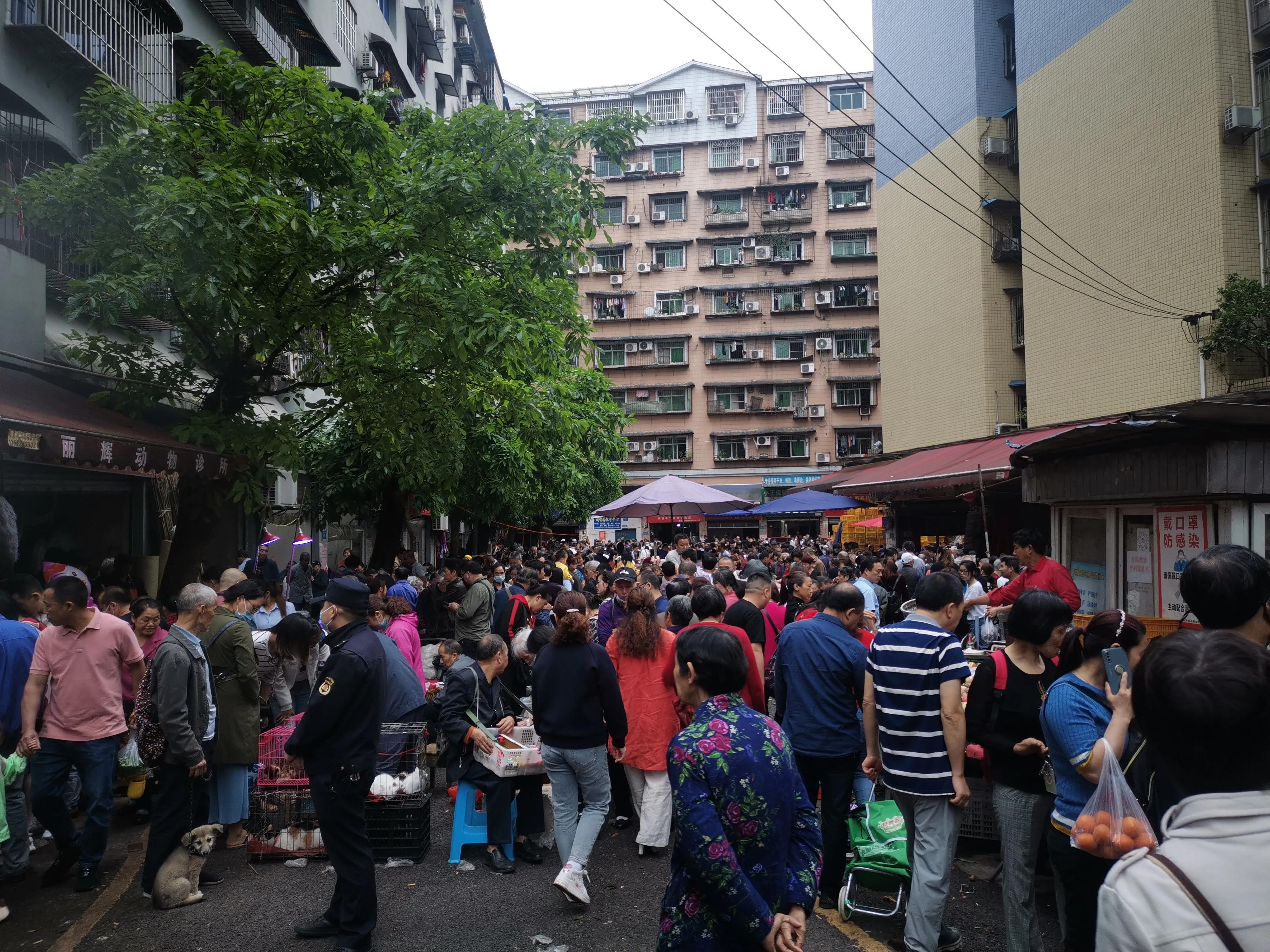 重庆宠物市场在哪（重庆哪里买狗便宜且安全）