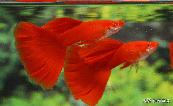 孔雀鱼有何魔力能集万千宠爱于一身呢（附：孔雀鱼精美图）
