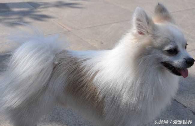 大型狐狸狗图片（中国狐狸犬的品种及图片）