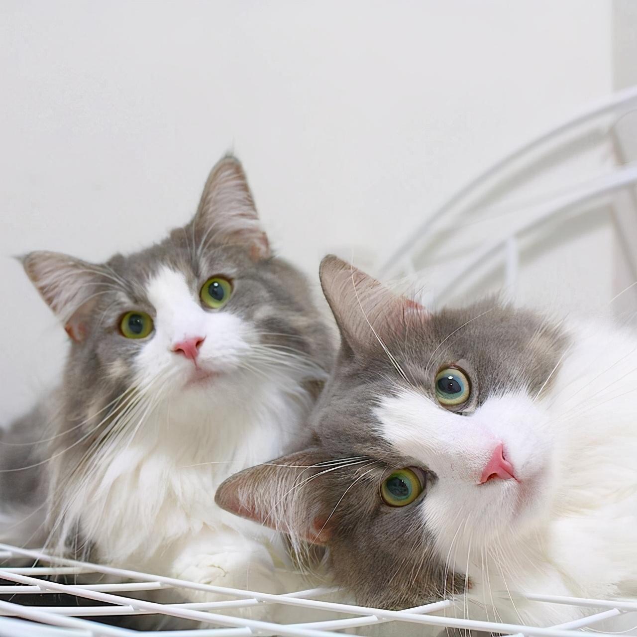 布偶千万不能养公猫