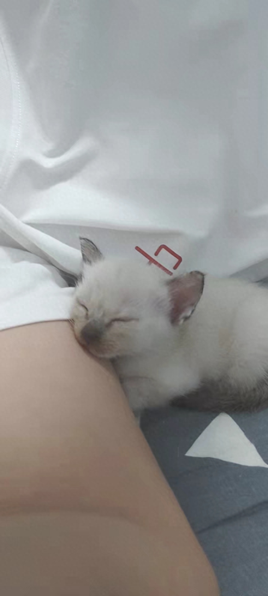 宠物猫陪产要注意的产前征兆有哪些（详解：猫咪临产前的5个特殊征兆）