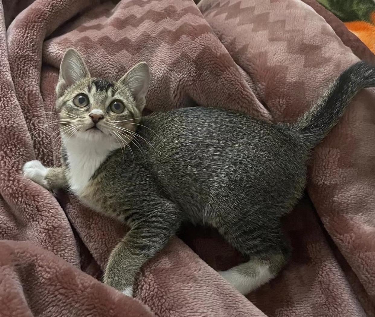 十大有名的中华田园猫（中华田园猫有几种）