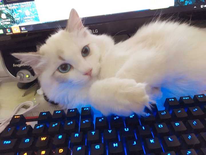 布偶千万不能养公猫（布偶公猫好还是母猫好）