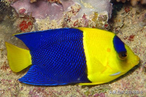 推荐好养的热带鱼排名（热带鱼的种类有哪些）