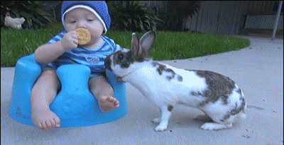 兔子繁殖周期有多久（详解：兔子配种的方法）