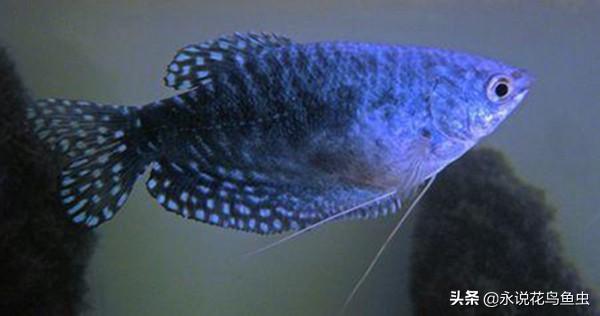 推荐好养的热带鱼排名（热带鱼的种类有哪些）