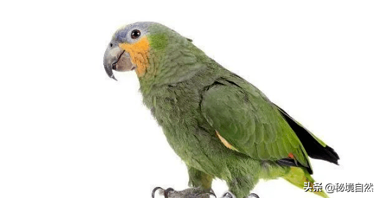 亚马逊鹦鹉的性格如何(橙翅亚马逊鹦鹉性格与特征描述 )