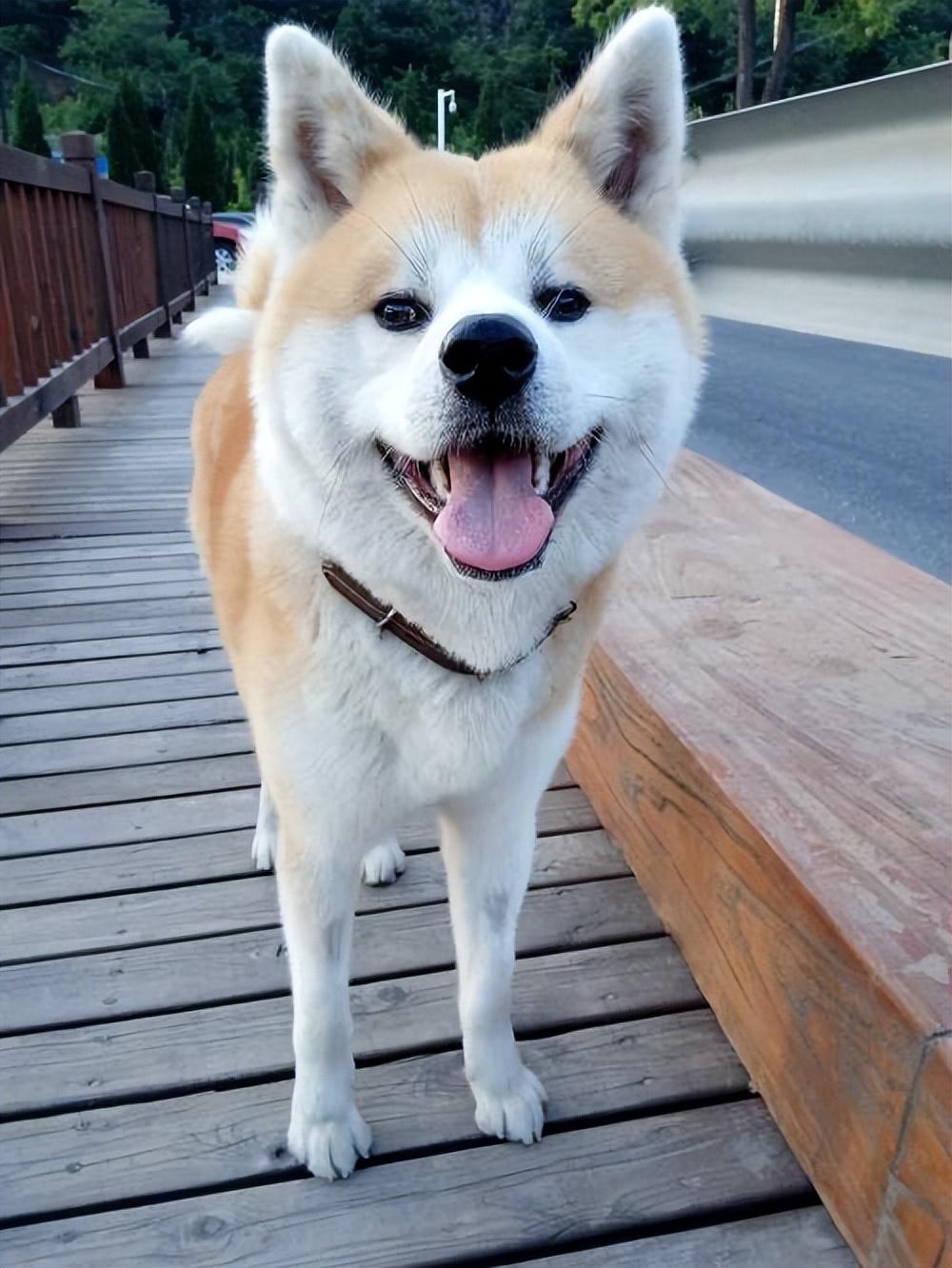 详解不建议养秋田的理由（秋田狗好养吗）