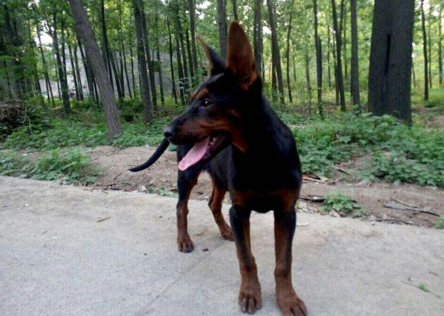 狼犬（狼犬品种大全）