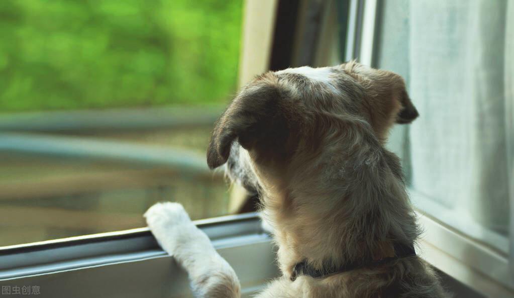 狗狗喜欢你的10种表现（让狗狗听话的最快方法你知道吗）