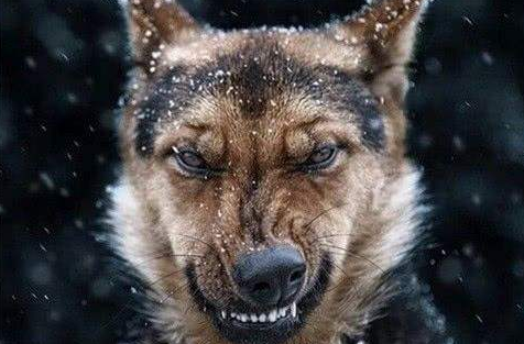 狗狗飞机耳什么意思图片（狗狗一模头耳朵向后贴是开心吗）