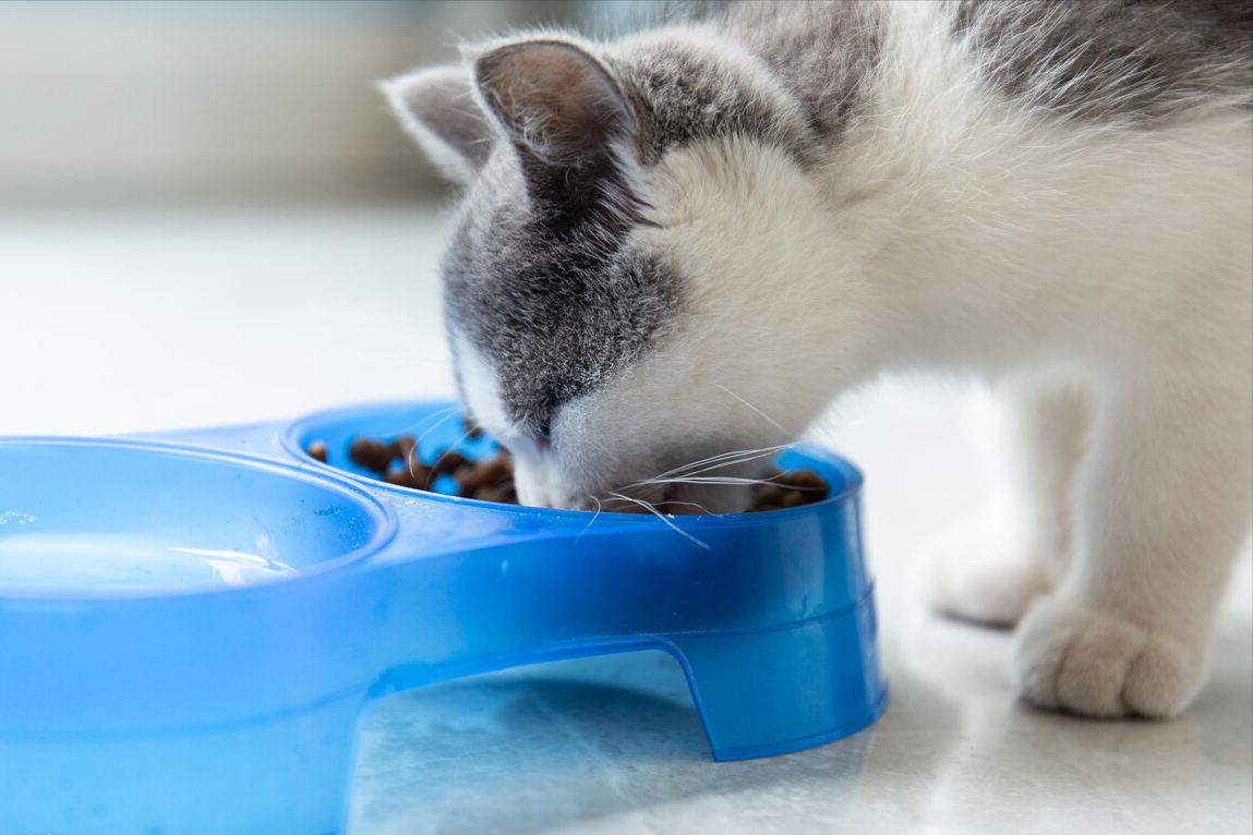 养短毛猫的详细步骤（欧洲短毛猫如何饲养）