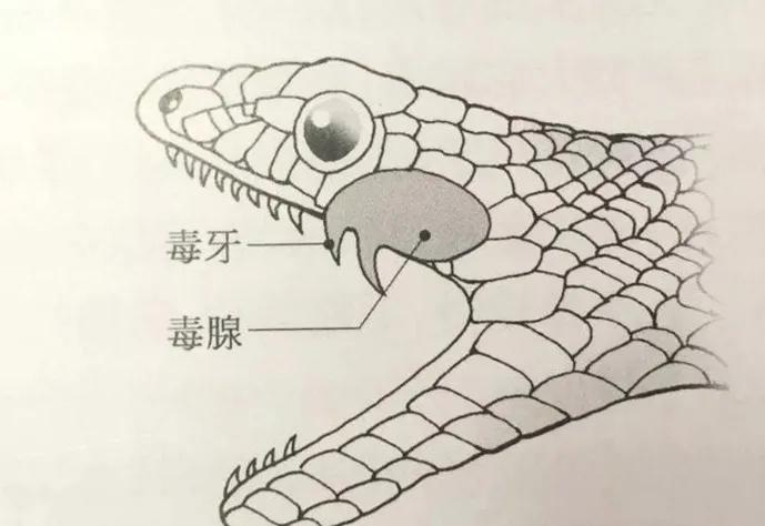 一圈黑色一圈红色的是什么蛇（ 详解：红黑相间的蛇有毒吗）