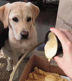 拉布拉多幼犬价格多少钱一只纯黑（教你看拉布拉多纯种不纯种的图片）