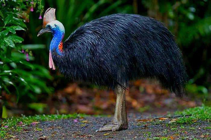 史上10种最恐怖的鸟（详解：世界上最危险可怕的鸟类）