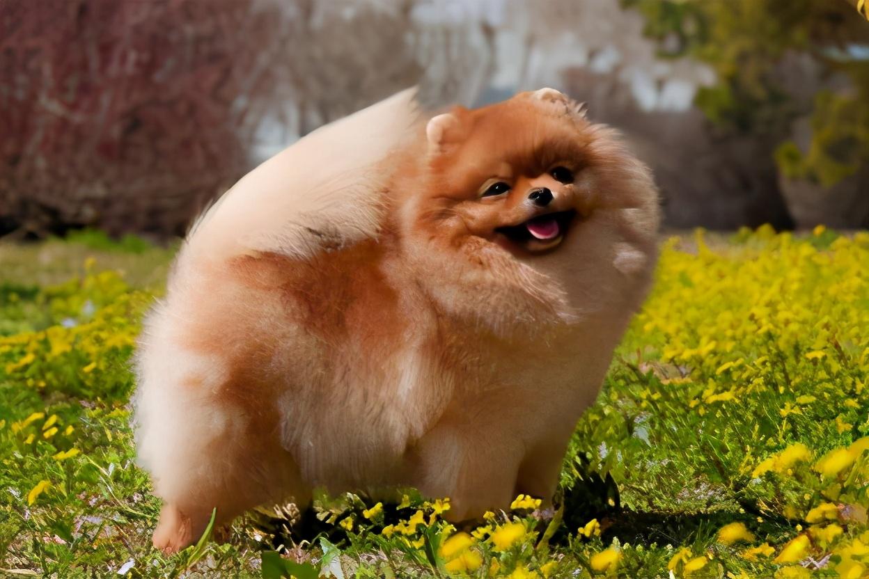 好养的小型宠物犬（适合家养的小型狗有哪些）