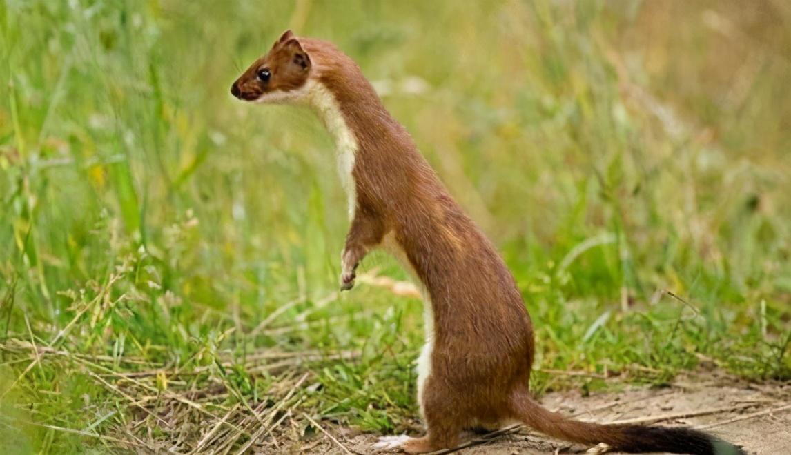 如何让黄鼠狼自己离开（盘点黄鼠狼怕鹅的原因）