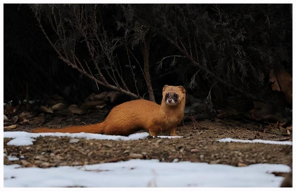 如何让黄鼠狼自己离开（盘点黄鼠狼怕鹅的原因）