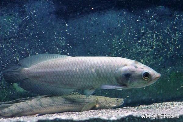 大海龙鱼图片大全大图（海鱼的品种大全图片及名字）