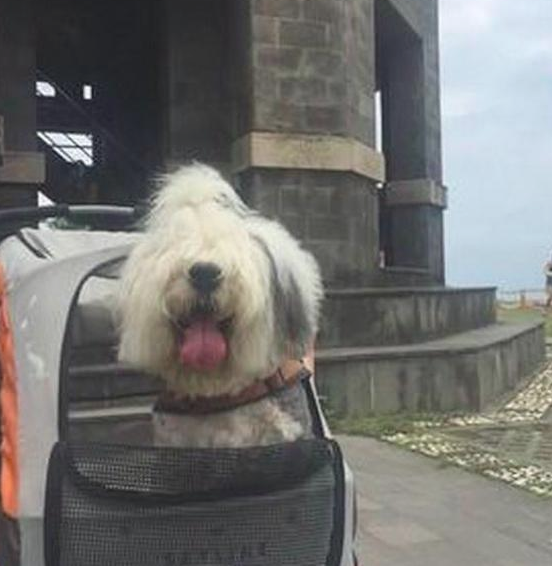 九岁老狗身体一落千丈，主人带它最后一次去旅游，诸多网民被打动