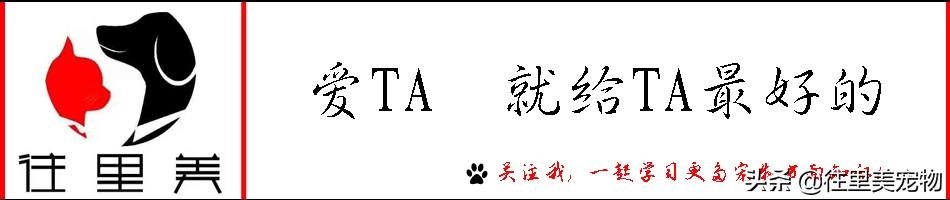 金点猫为什么不能买（金点猫一般在什么价位图片）