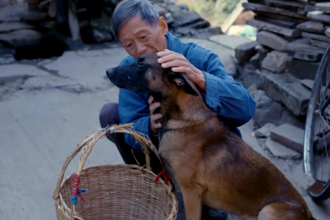 关于狗的电影排行榜前十名中国有哪些（狗狗电影排行榜前十名搞笑）