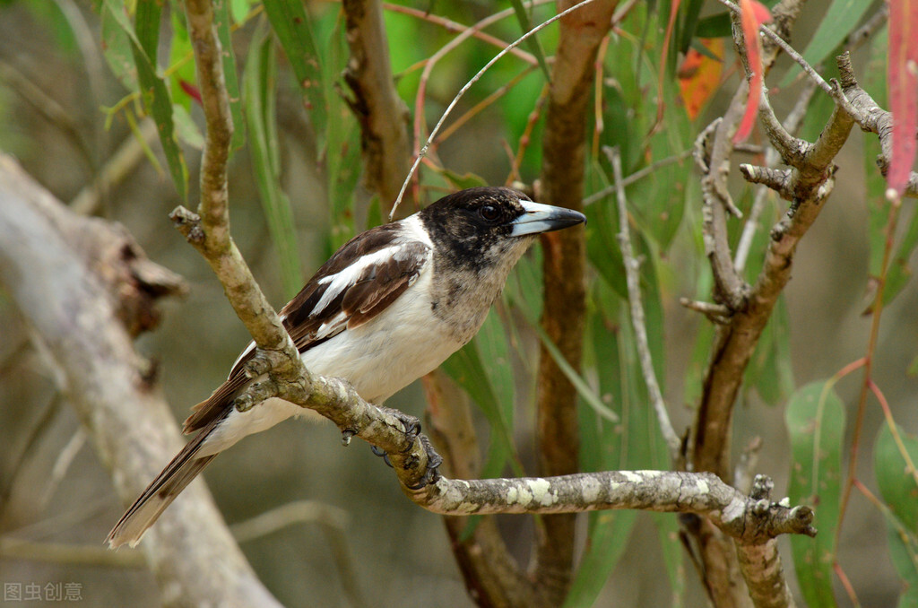 盘点晚上几种恐怖的鸟叫声