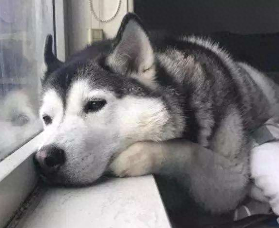 傻狗（正常狗狗与哈士奇的5个对比有多傻）