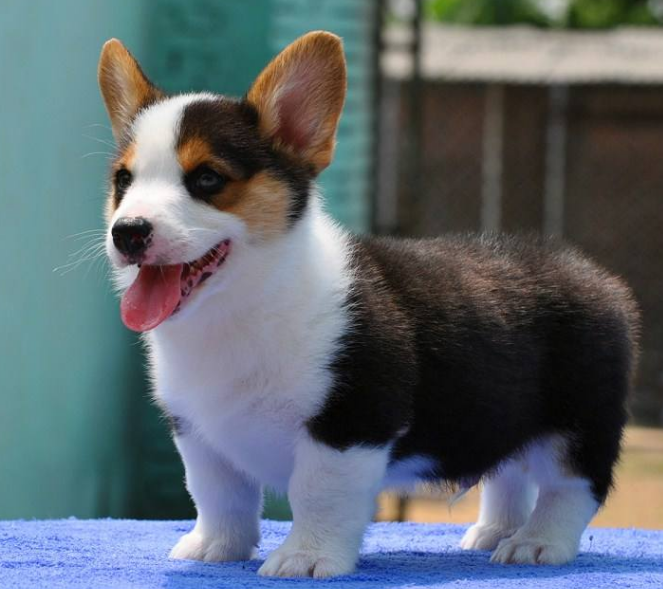 威尔士柯基犬多少钱一只幼崽（威尔士柯基犬的优点和缺点）