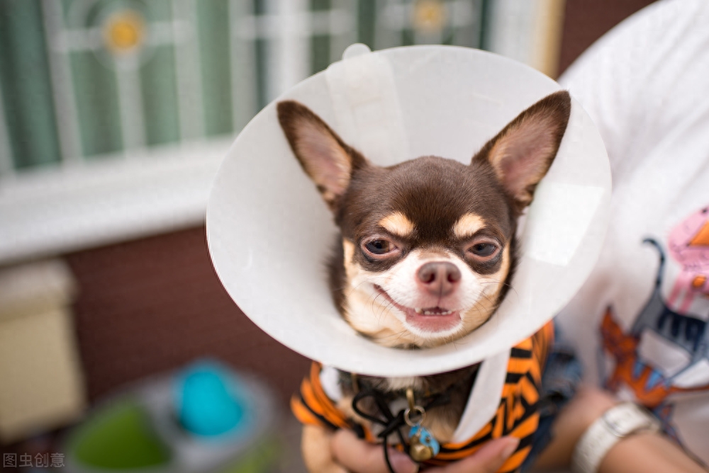 吉娃娃狗多少钱一只（附：了解吉娃娃的优缺点养后不心累）