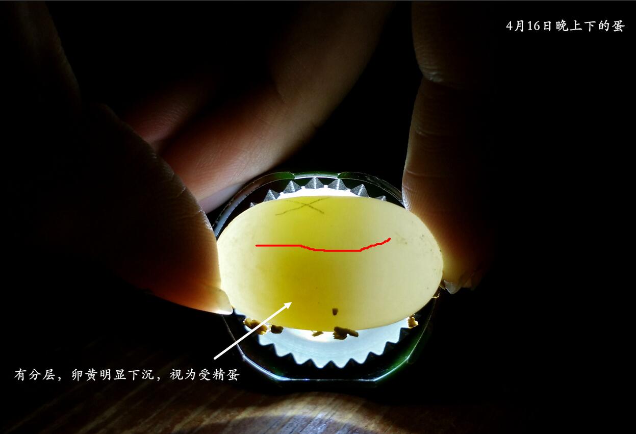 怎么知道乌龟怀孕了（乌龟怀孕后护理方法及注意事项）