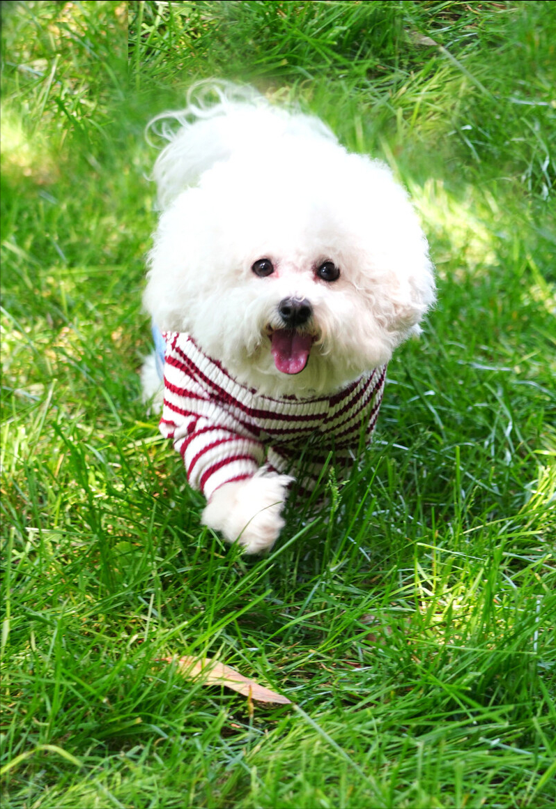 狗狗死后多久会转世为人啊（狗狗头七后会去投胎吗）