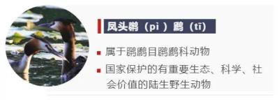 鸟的种类大全及名字拼音(这些动物的名字)