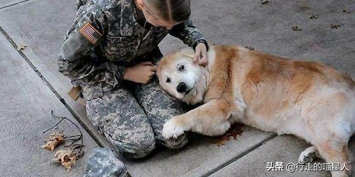 分开多久狗狗最想主人（狗养多久才对人有感情）