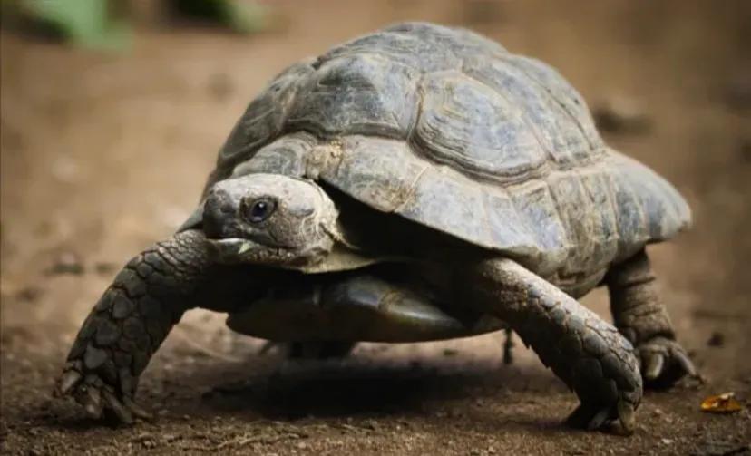 红耳龟冬眠怎么养不会冻死呢（附：乌龟简单的过冬技巧）