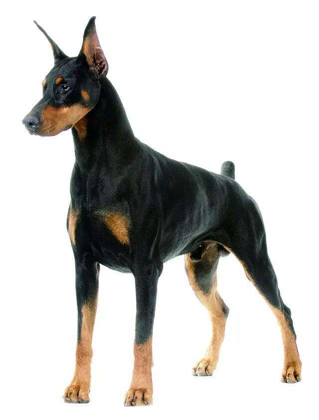 杜宾德系与美系，两个不同的世界