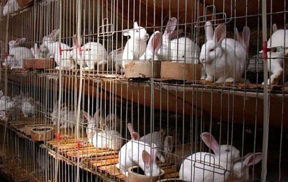 宠物母兔子怀孕多久后能再次生产（兔子怀孕后期要多久生产？要注意什么？）