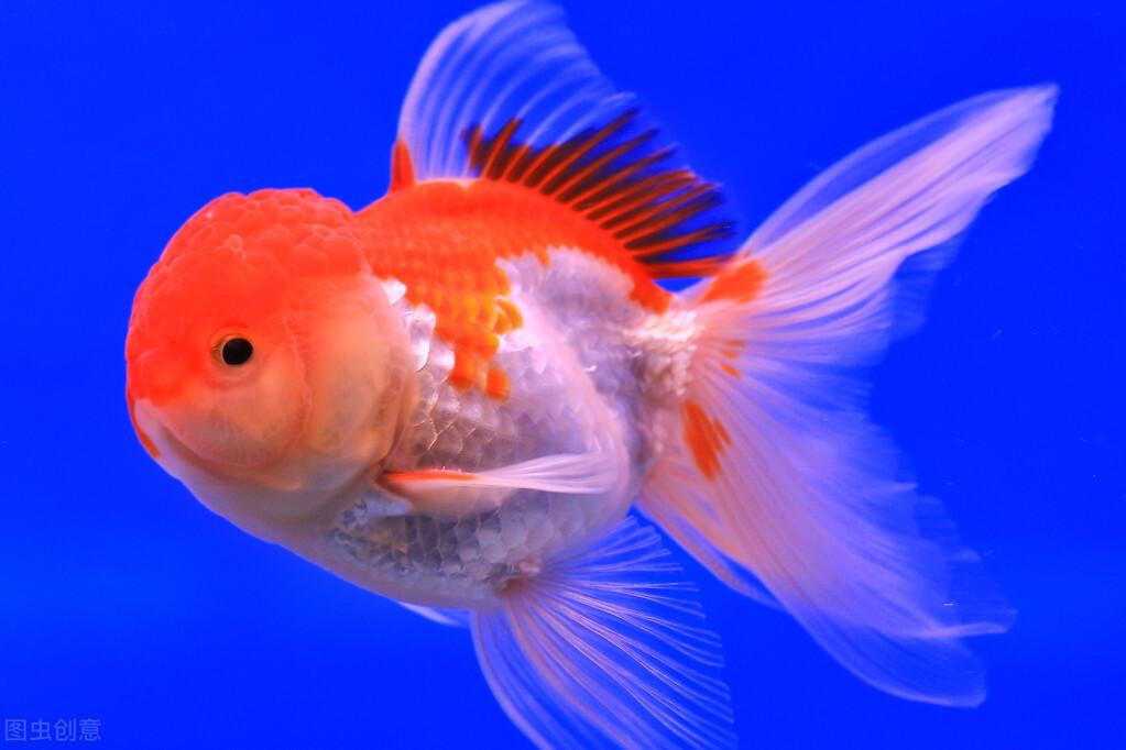 观赏金鱼怎么养（附：有关养金鱼的技巧和方法）