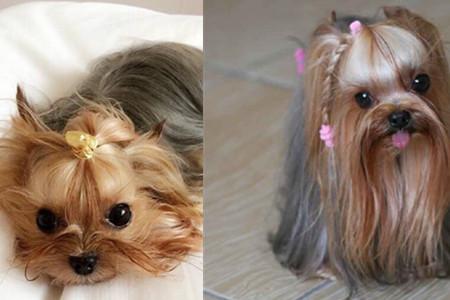 约克夏难养吗（附：约克夏喂养注意事项）