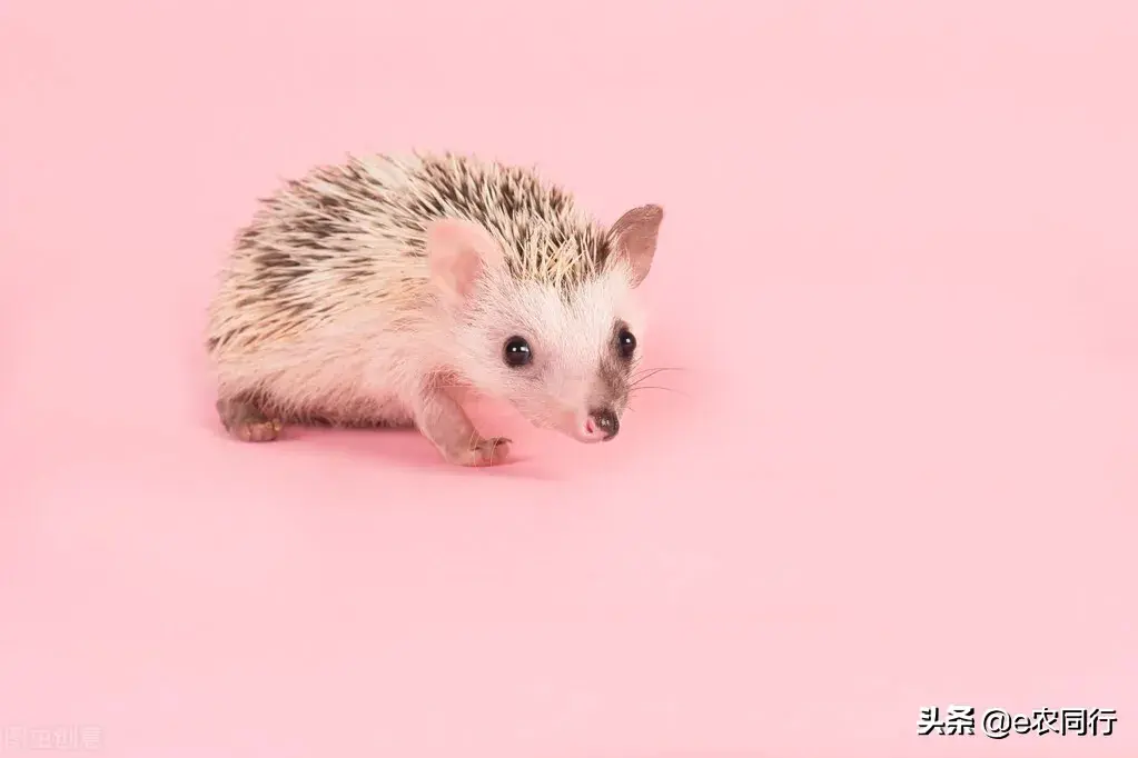 杀一只刺猬判刑多久(中国对刺猬的判刑规定)